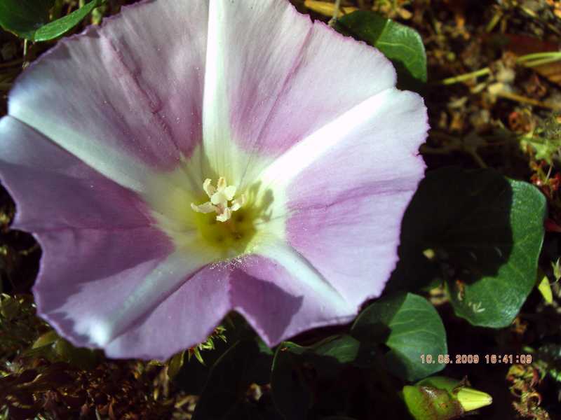 Calystegia soldanella